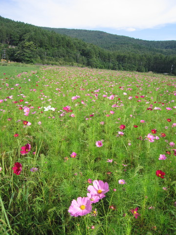 2010/09/03の写真