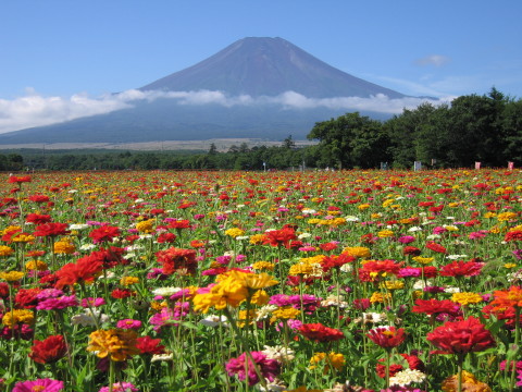 百日草 ジニア 開花予定 山中湖花の都公園 富士山 山中湖観光スポット