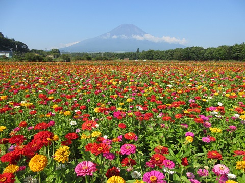 百日草 ジニア 開花予定 山中湖花の都公園 富士山 山中湖観光スポット