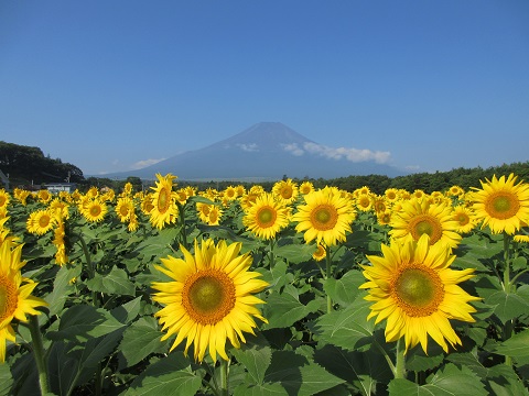 ひまわり