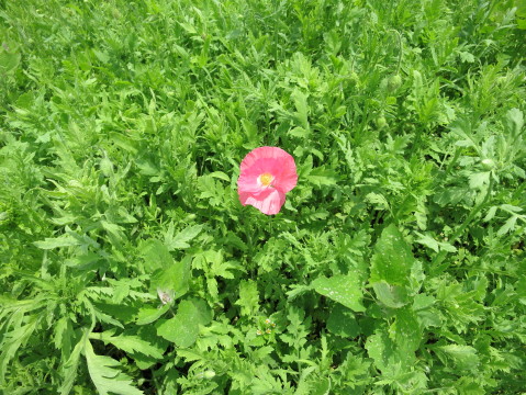 2013/06/22の写真