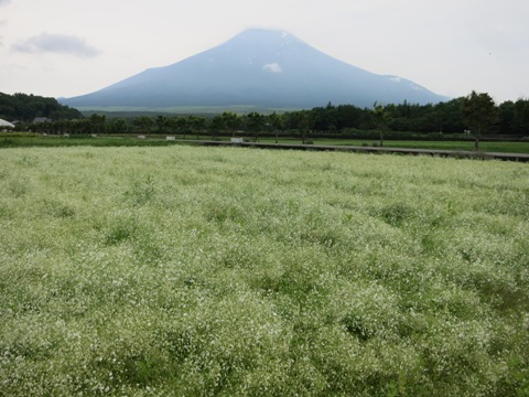 2015/07/04の写真