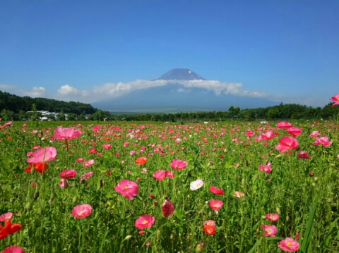 2015/07/11の写真