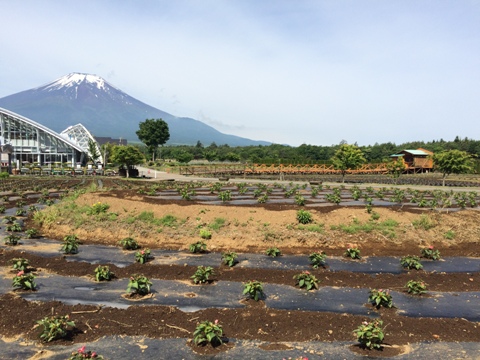 2016/06/04の写真