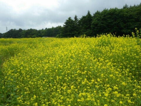 2016/06/21の写真