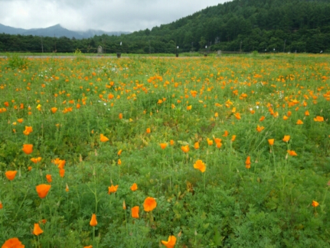 2016/06/21の写真