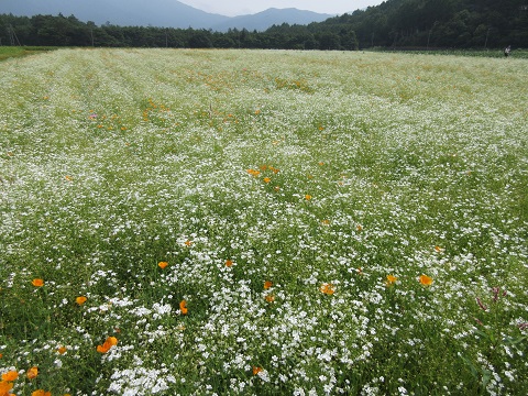 2016/07/08の写真