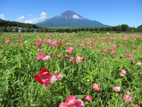 2016/07/14の写真