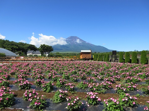 2016/07/14の写真