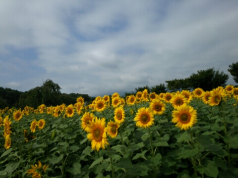 2016/08/12の写真