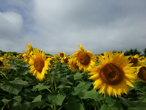 2016/08/21の写真