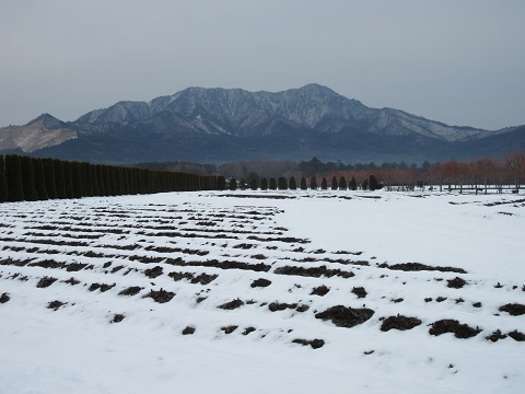 2017/03/31の写真