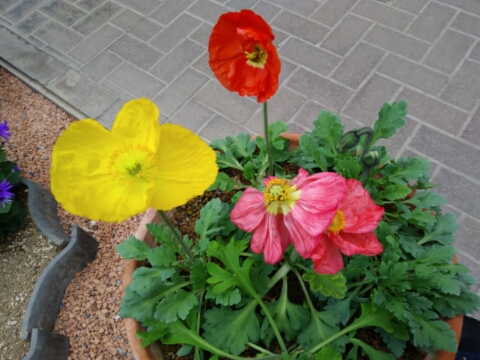 2017/04/01の写真