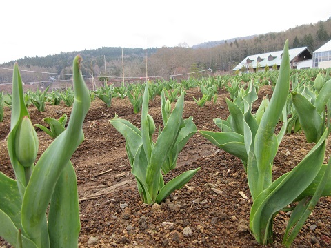 2017/04/21の写真