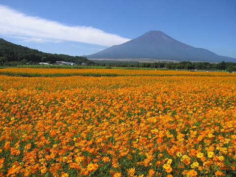 黄花コスモス