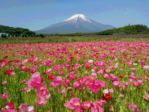 2017/05/30の写真