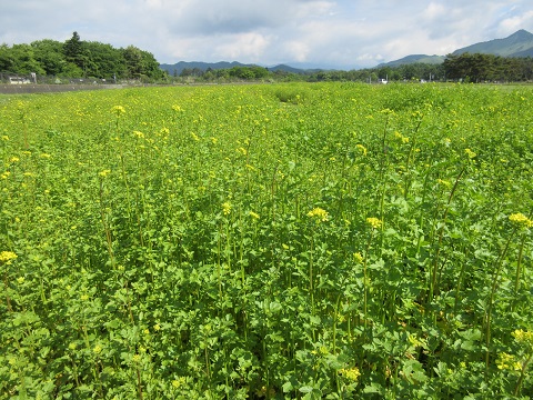 2017/06/06の写真