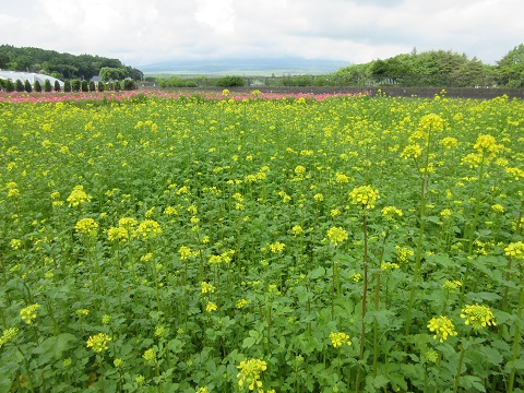 2017/06/09の写真