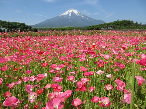 2017/06/10の写真