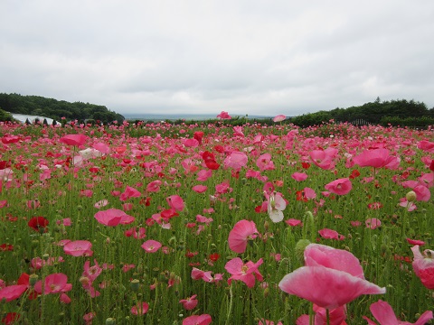 2017/06/14の写真