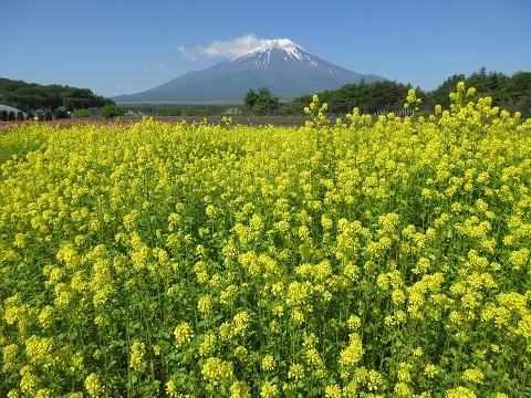 2017/06/16の写真