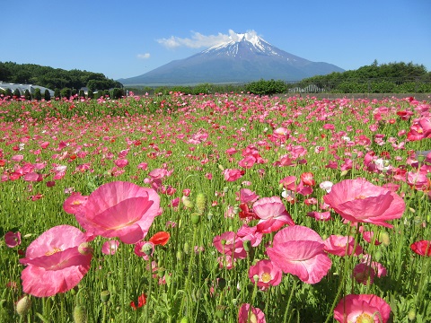 2017/06/16の写真