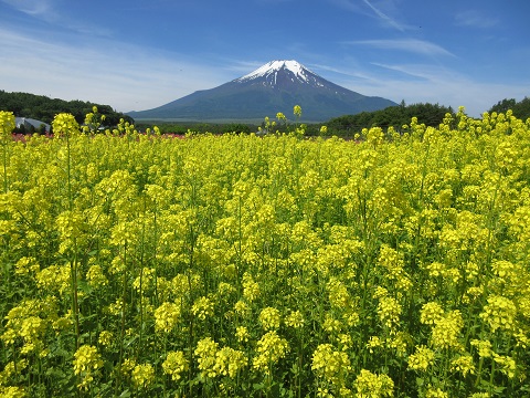 2017/06/20の写真