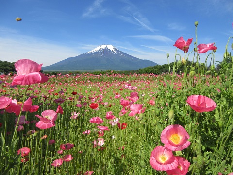 2017/06/20の写真