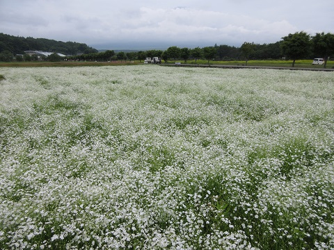 2017/06/29の写真