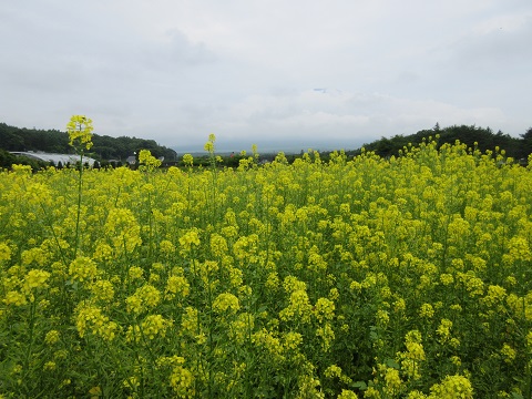 2017/06/29の写真