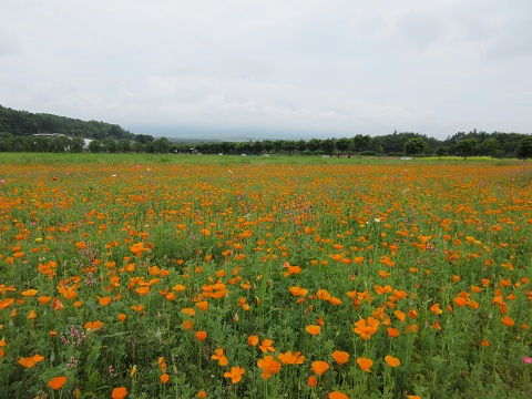 2017/06/29の写真