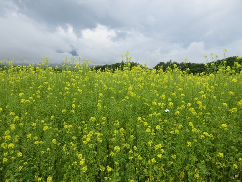 2017/07/01の写真