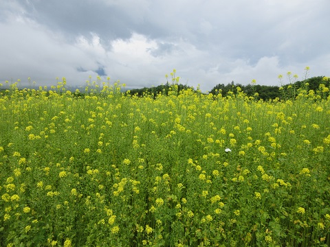 2017/07/01の写真