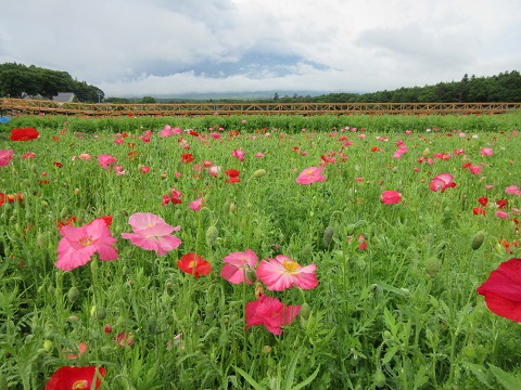 2017/07/01の写真