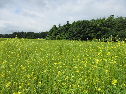 2017/07/06の写真