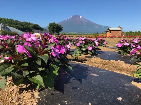 2017/07/15の写真