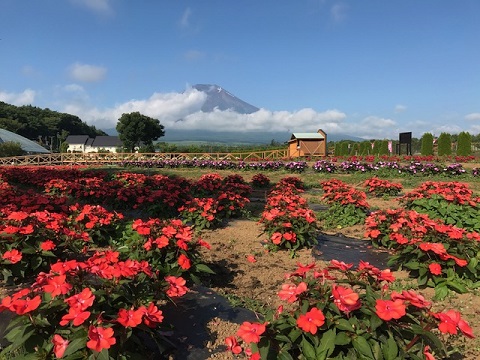 2017/07/21の写真