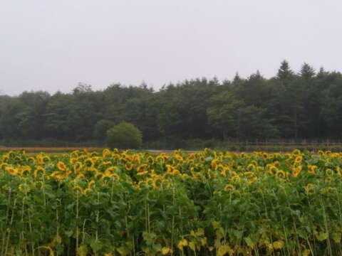 2017/08/11の写真