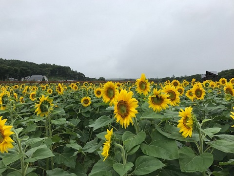 2017/08/16の写真