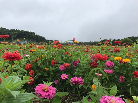 2017/08/16の写真