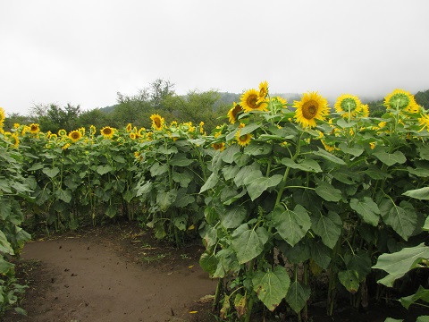 2017/08/20の写真