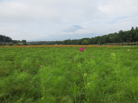 2017/08/22の写真