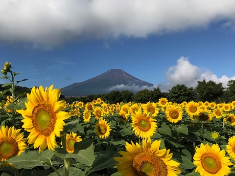 2017/08/31の写真