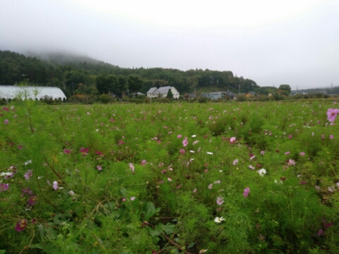 2017/09/29の写真