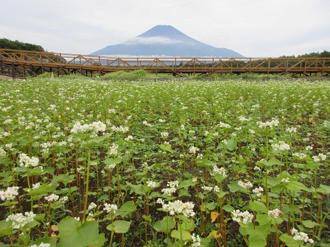 2017/10/05の写真