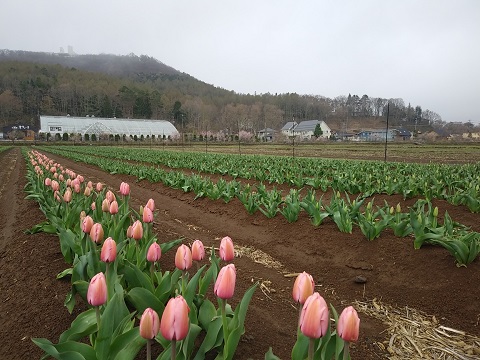 2018/04/17の写真