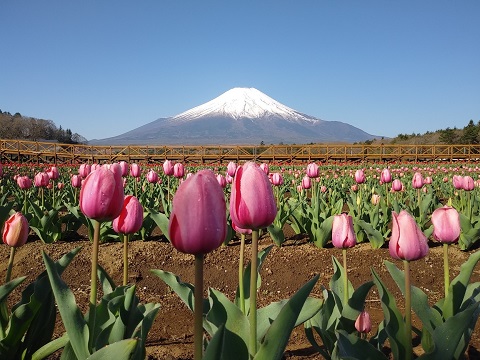 2018/04/22の写真