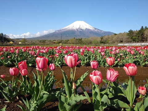 2018/04/26の写真