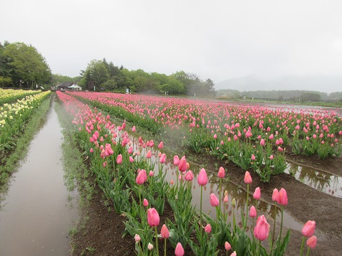 2018/05/09の写真