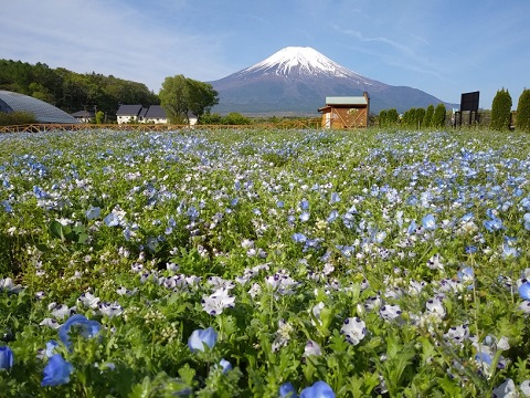 2018/05/11の写真